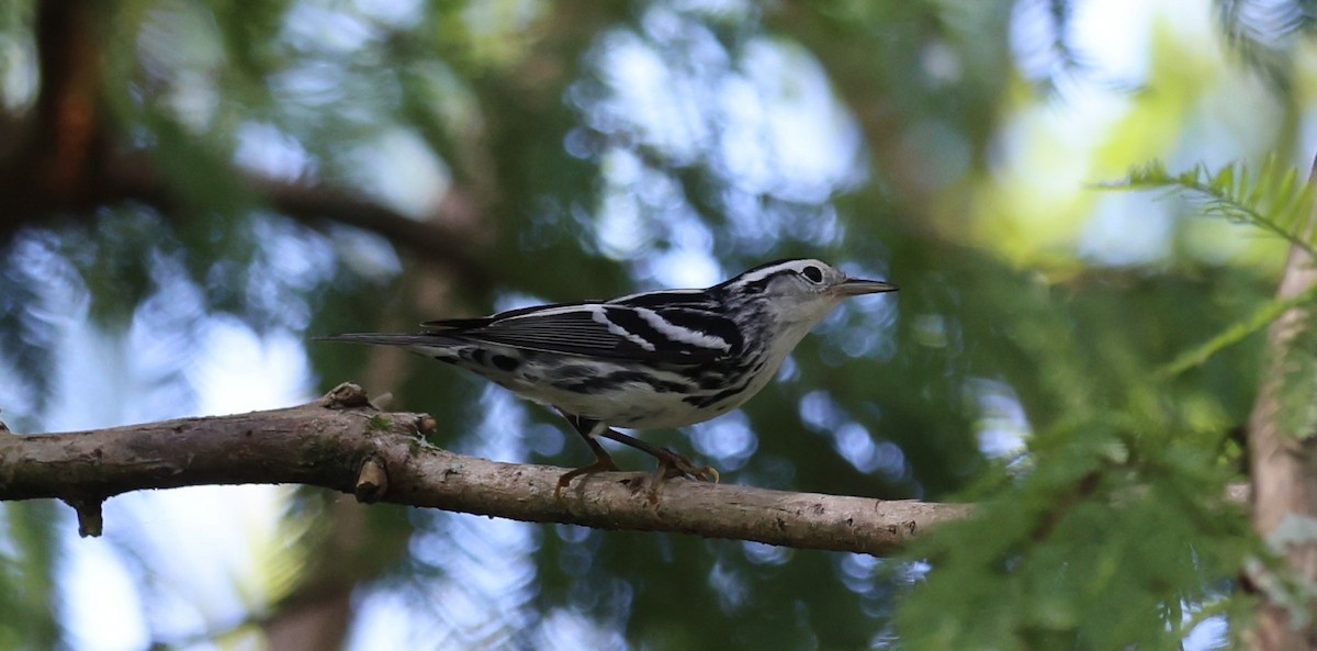 Paruline noir et blanc - ML643291153