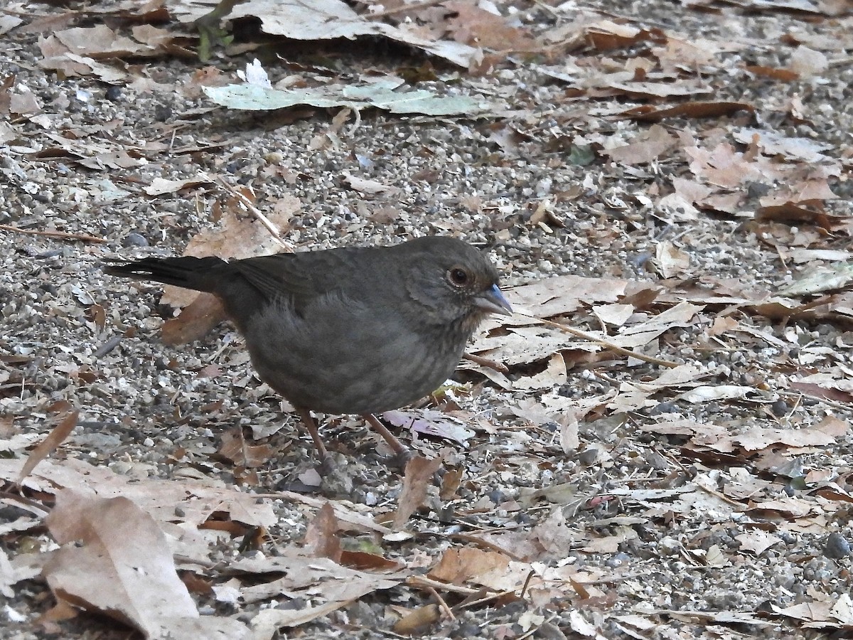 California Towhee - ML643291163