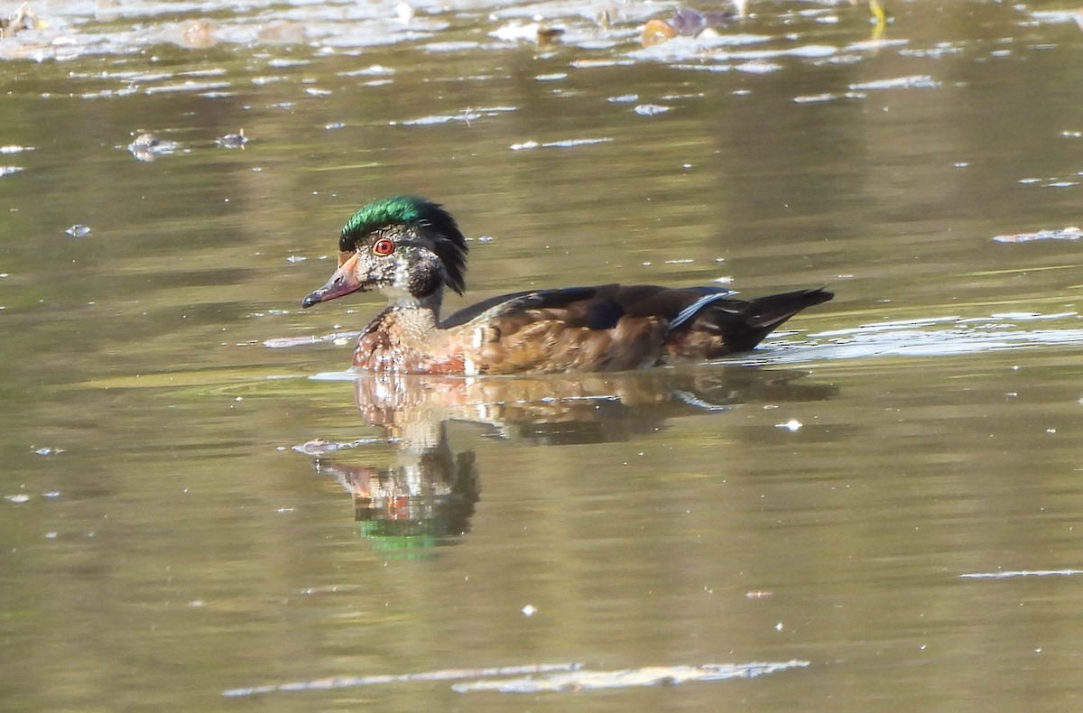 Wood Duck - ML643291181