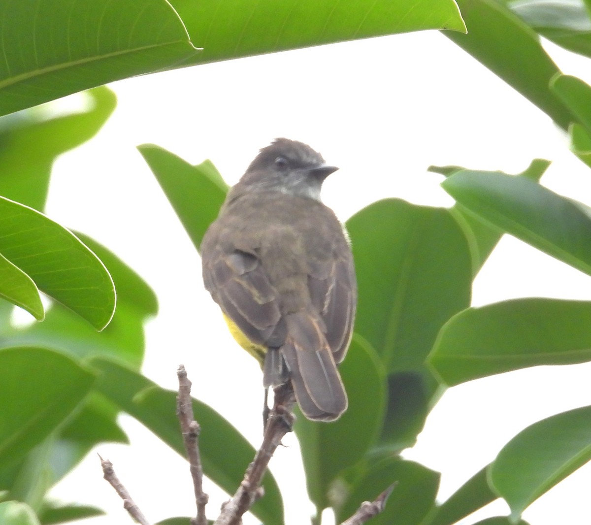 Dusky-chested Flycatcher - ML643291208