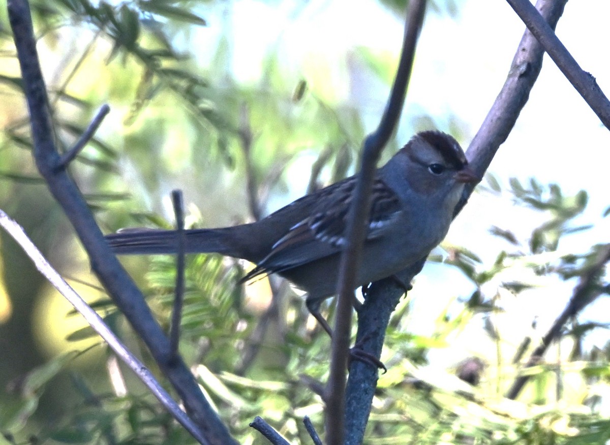 White-crowned Sparrow - ML643291211