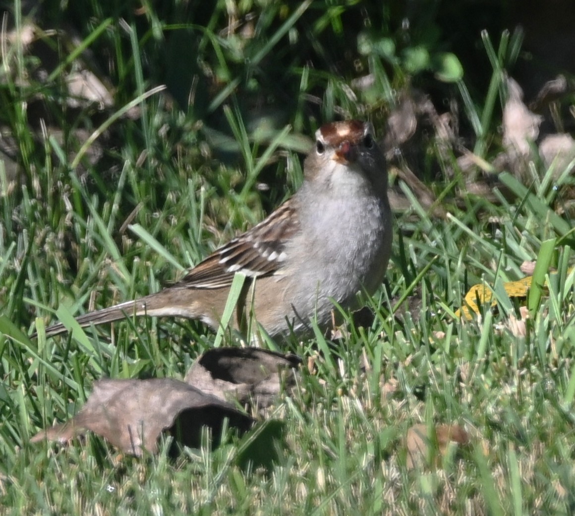 White-crowned Sparrow - ML643291216