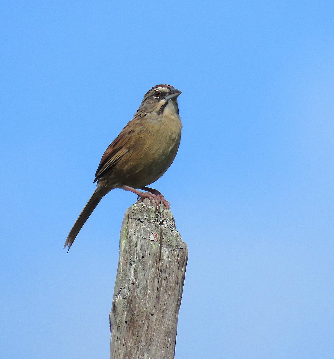 Rusty Sparrow - ML643291217