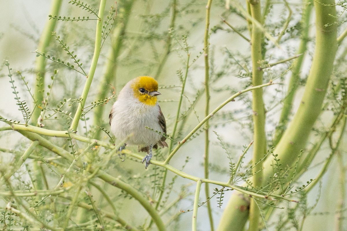 Verdin - ML643291219