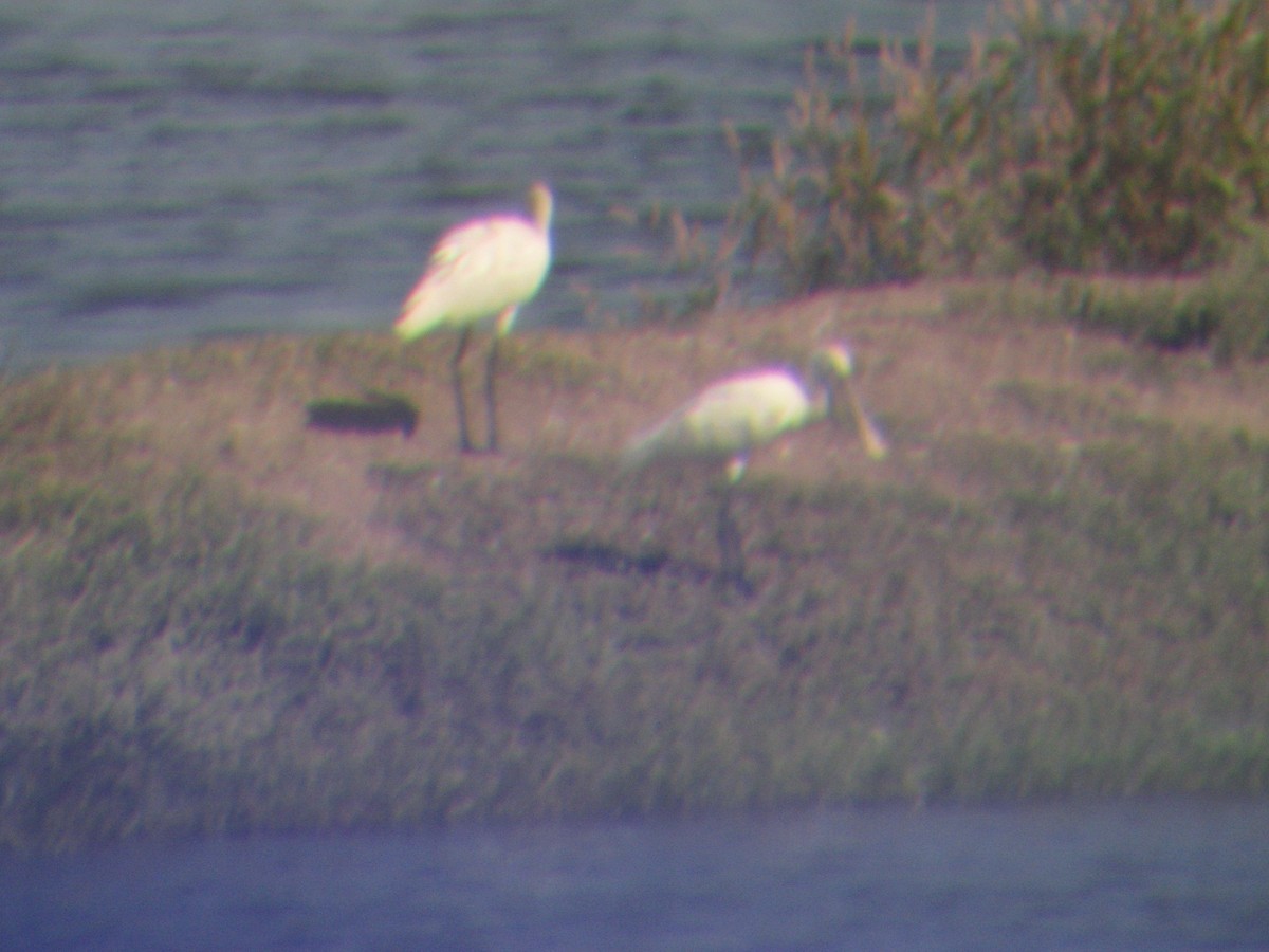 skjestork - ML643291220