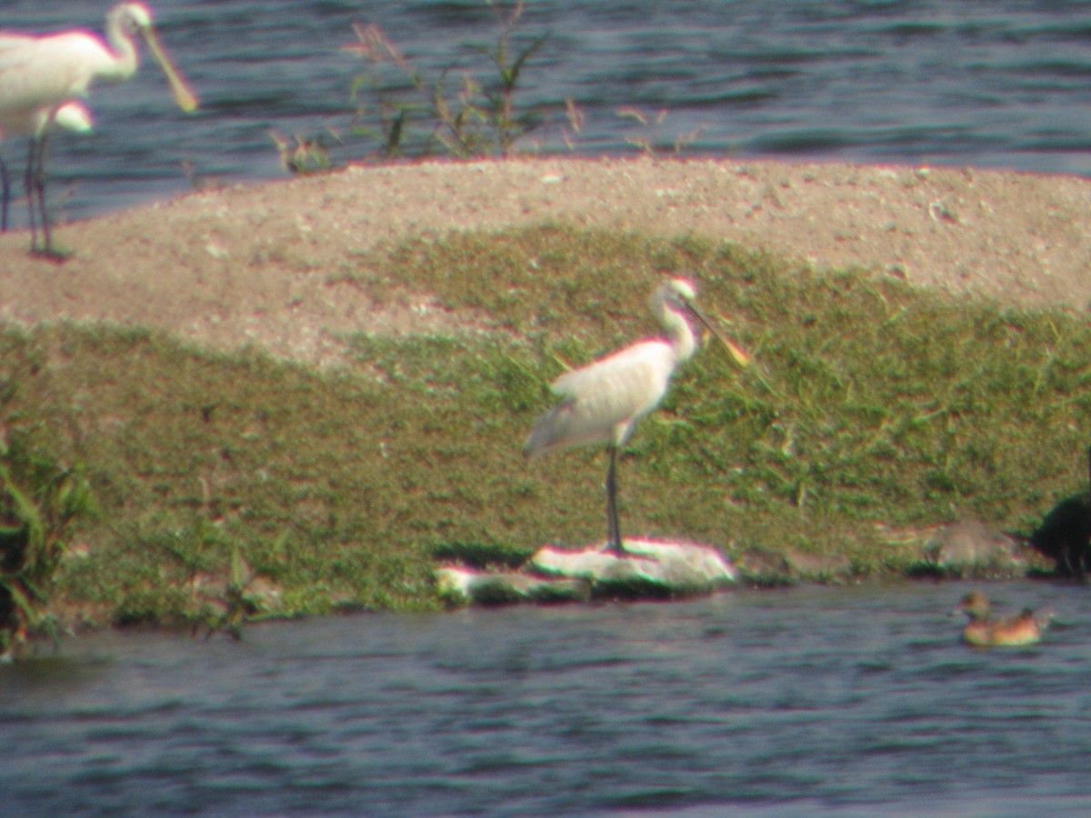 skjestork - ML643291221