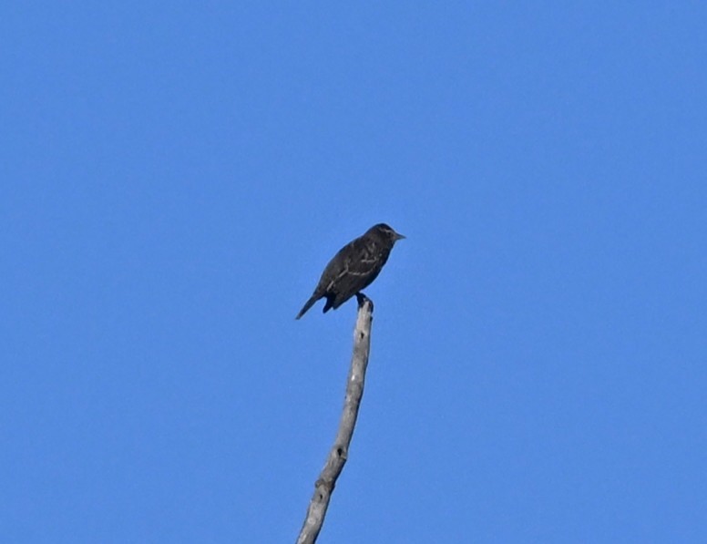 Red-winged Blackbird - ML643291227