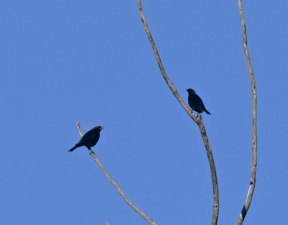 Brown-headed Cowbird - ML643291232