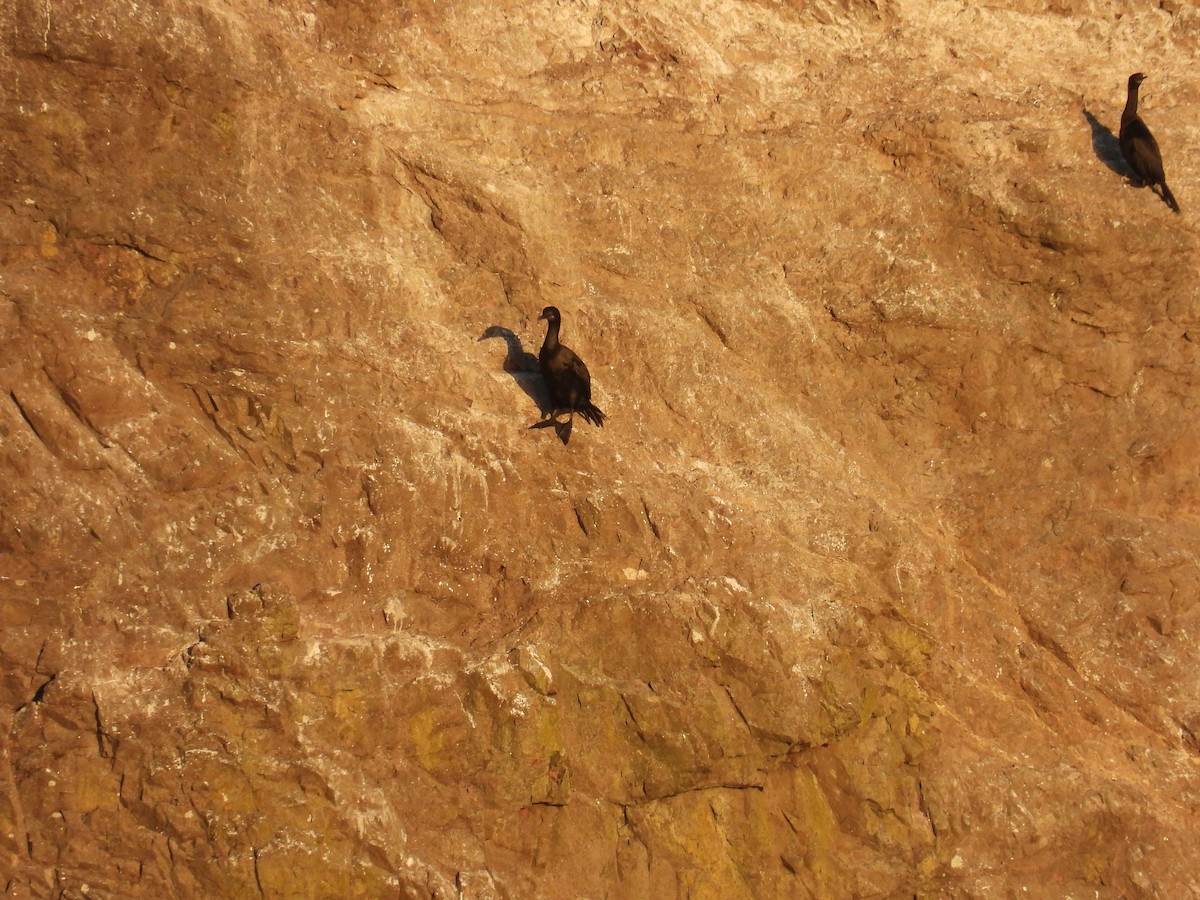 Pelagic Cormorant - ML643291237