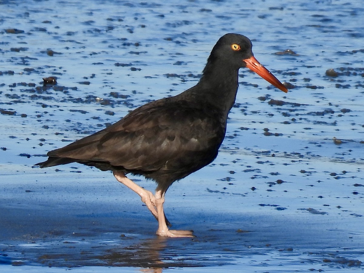 Black Oystercatcher - ML643291251