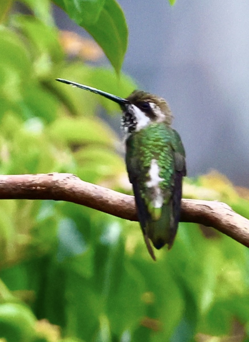 Plain-capped Starthroat - ML643291252