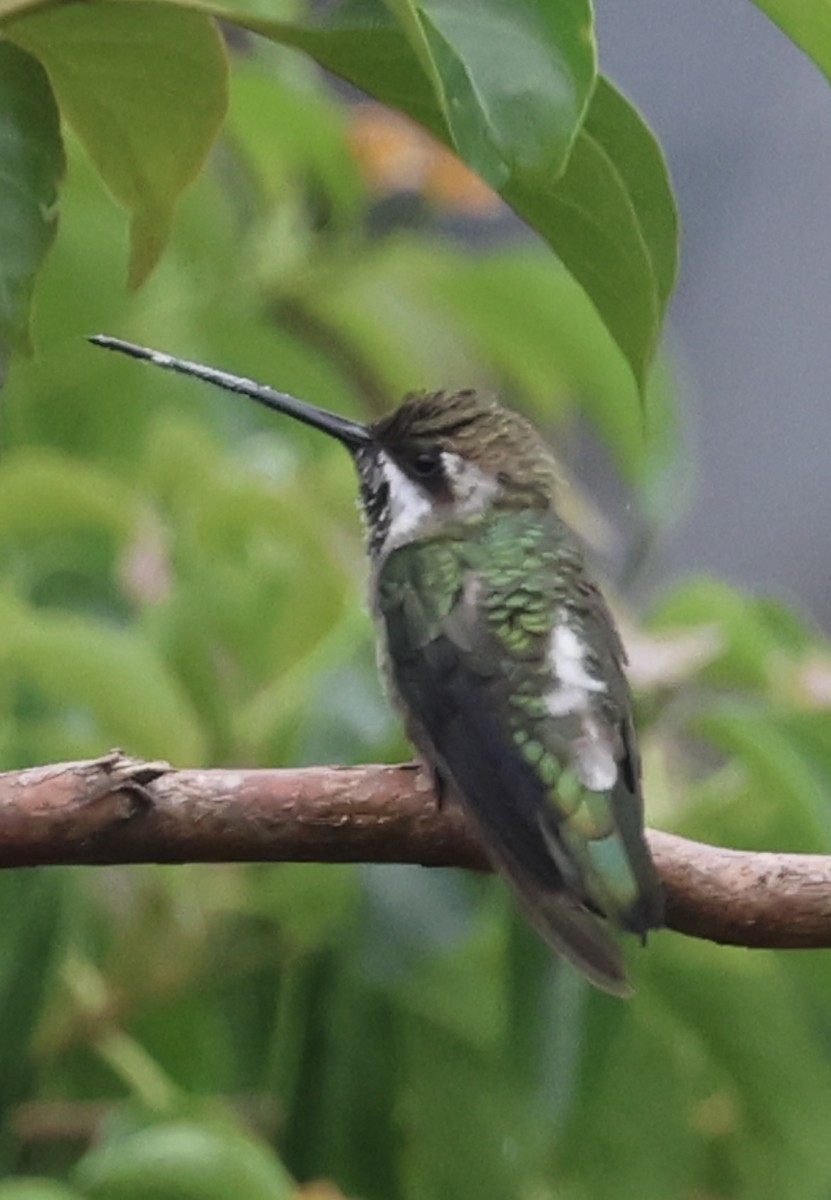 Plain-capped Starthroat - ML643291253