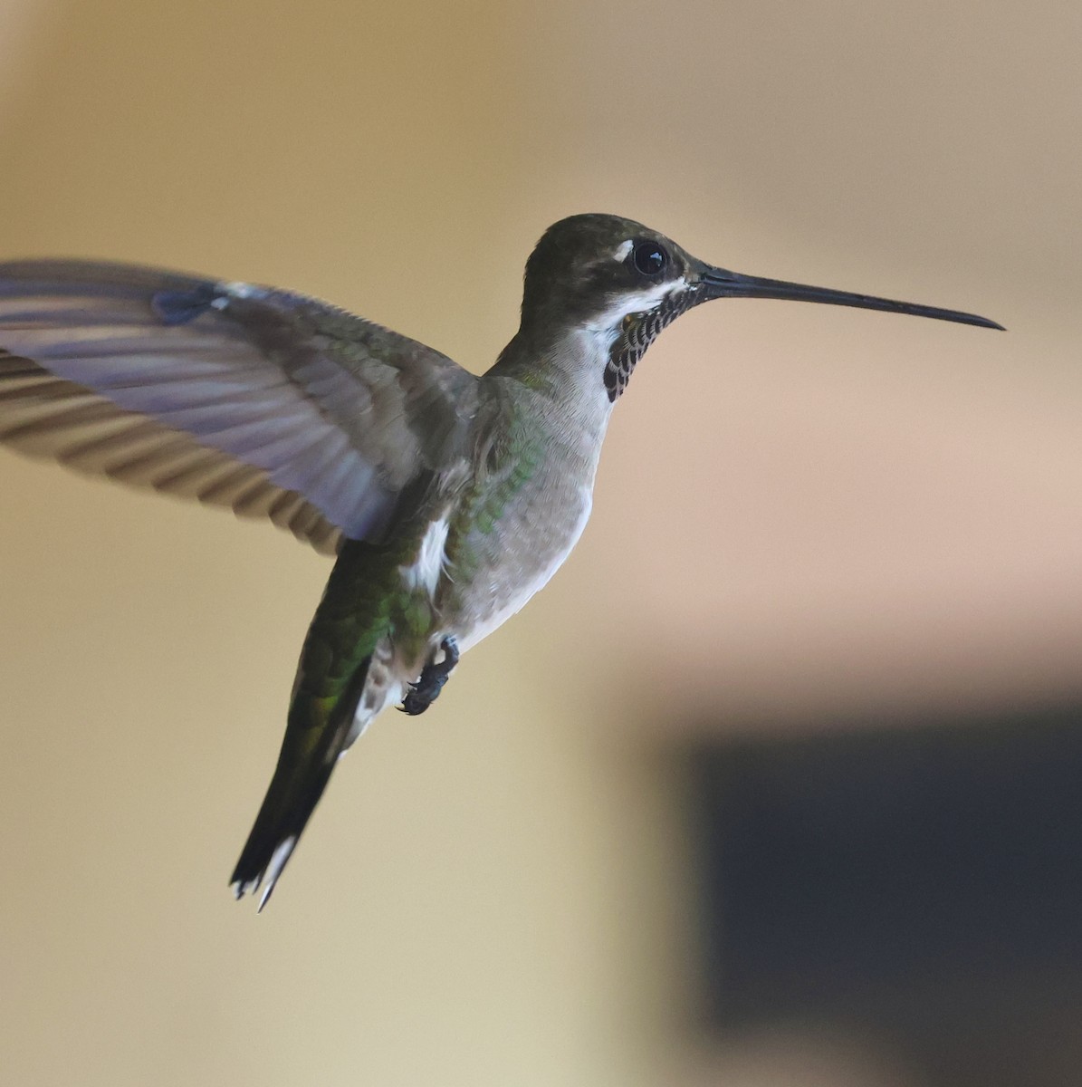 Plain-capped Starthroat - ML643291254