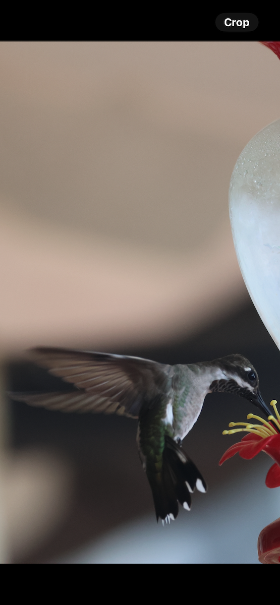 Plain-capped Starthroat - ML643291255