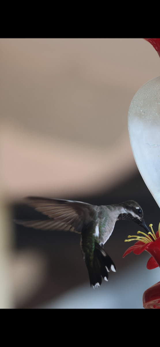 Plain-capped Starthroat - ML643291256