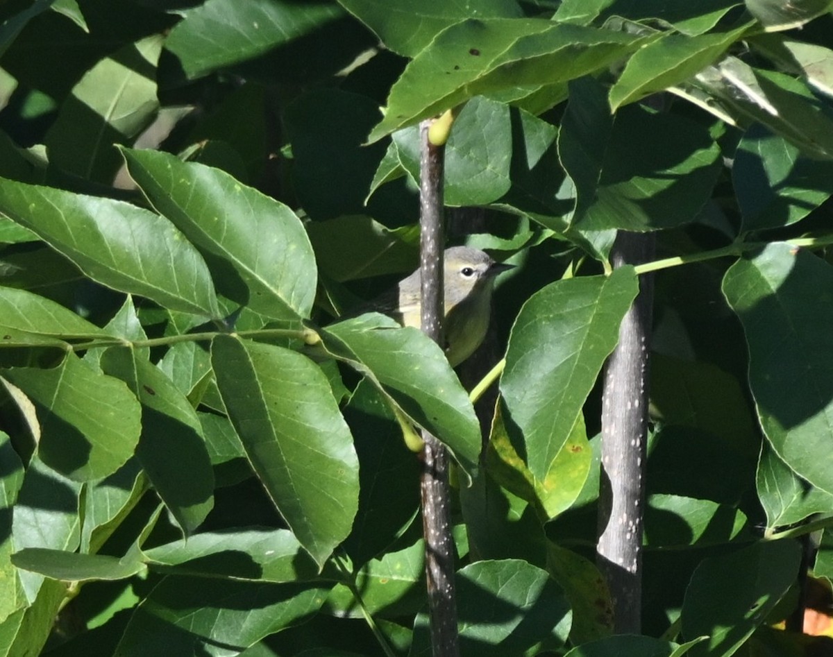 Orange-crowned Warbler - ML643291258