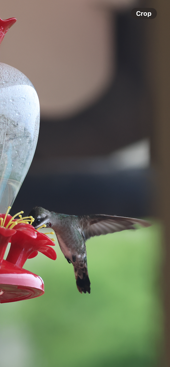 Plain-capped Starthroat - ML643291262