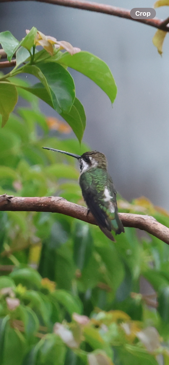 Plain-capped Starthroat - ML643291263
