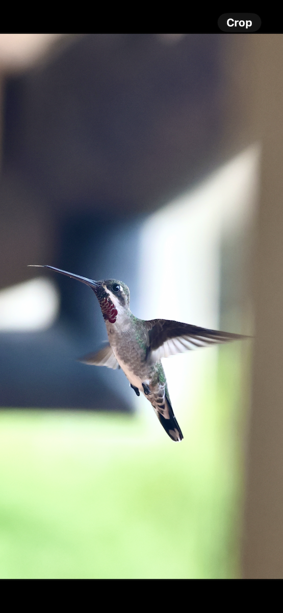 Plain-capped Starthroat - ML643291264