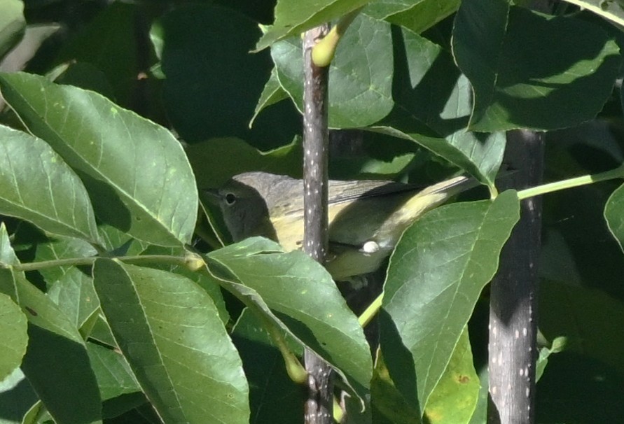 Orange-crowned Warbler - ML643291272