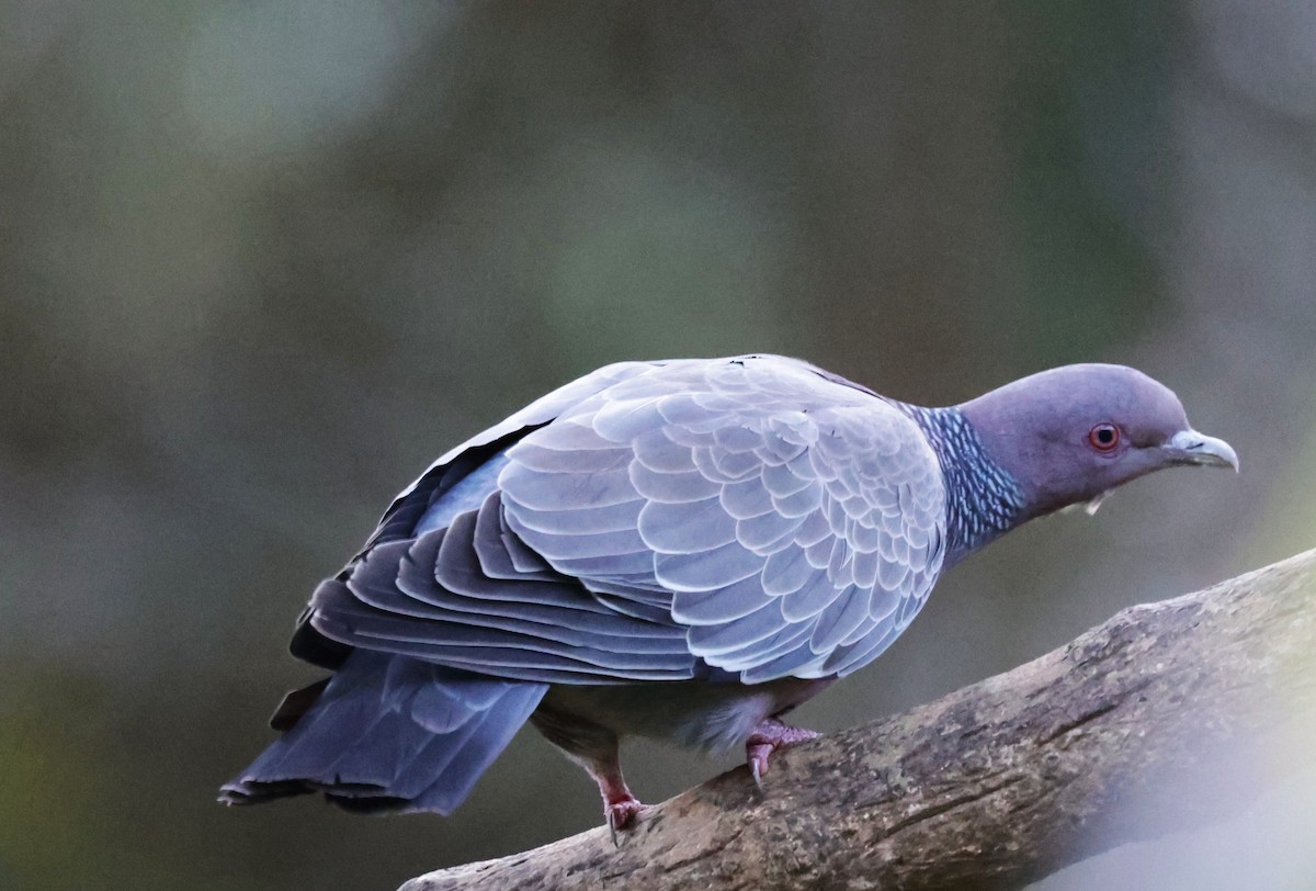 Picazuro Pigeon - ML643291273
