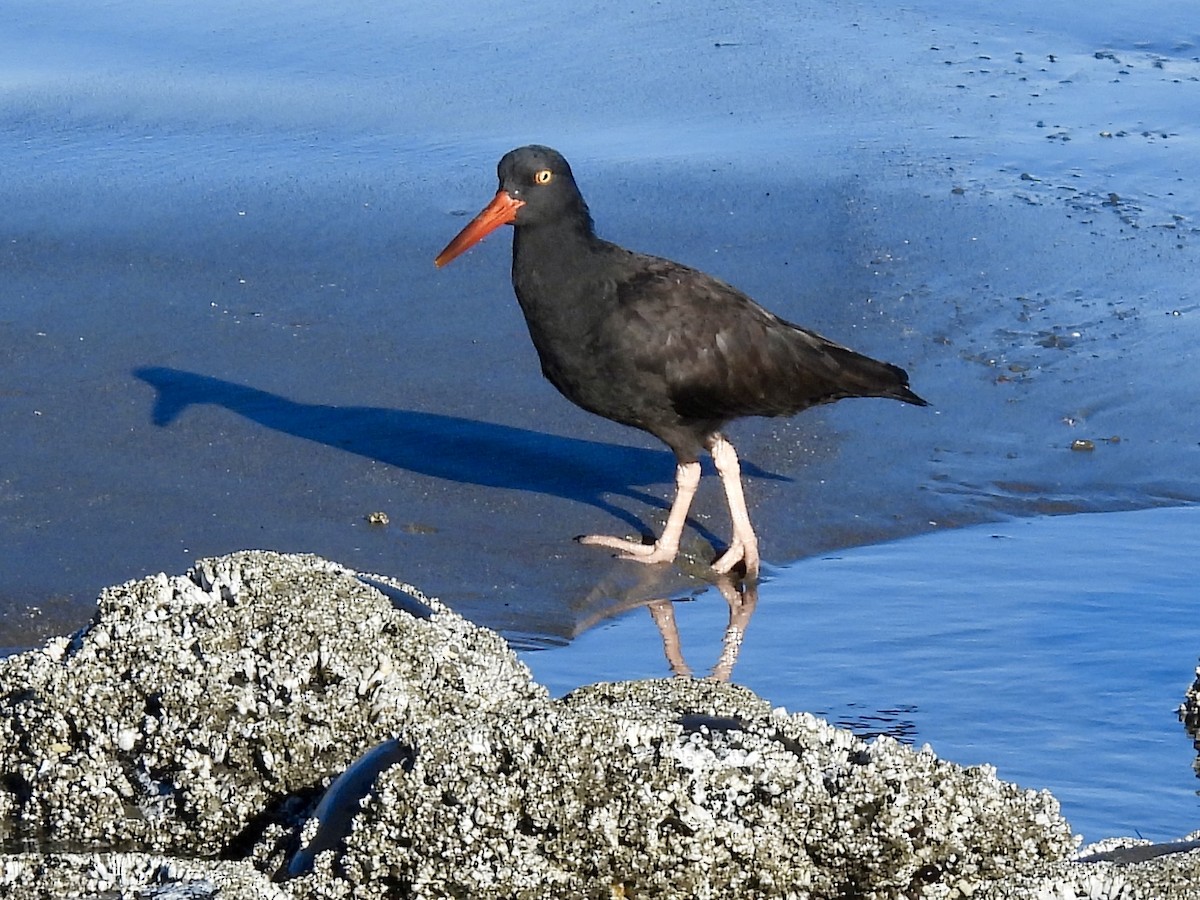 Black Oystercatcher - ML643291290