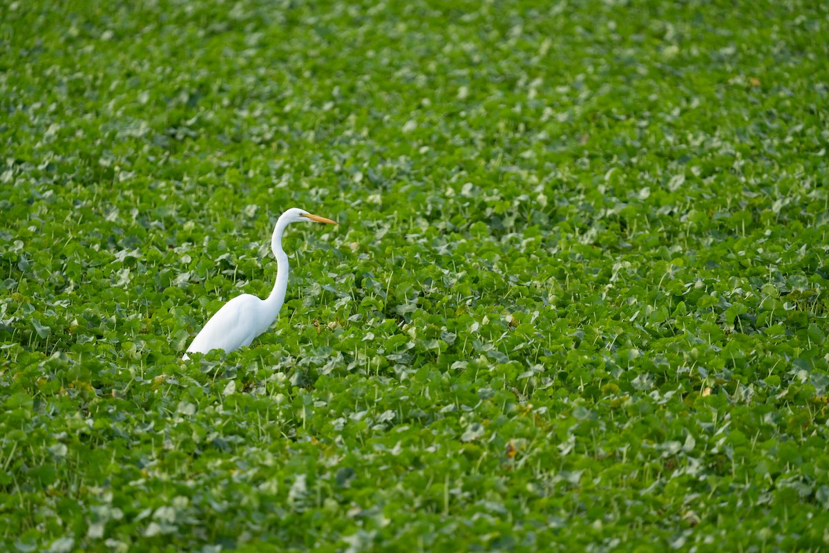 Great Egret - ML643291295