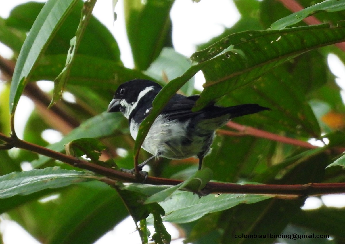 Wing-barred Seedeater - ML643291307