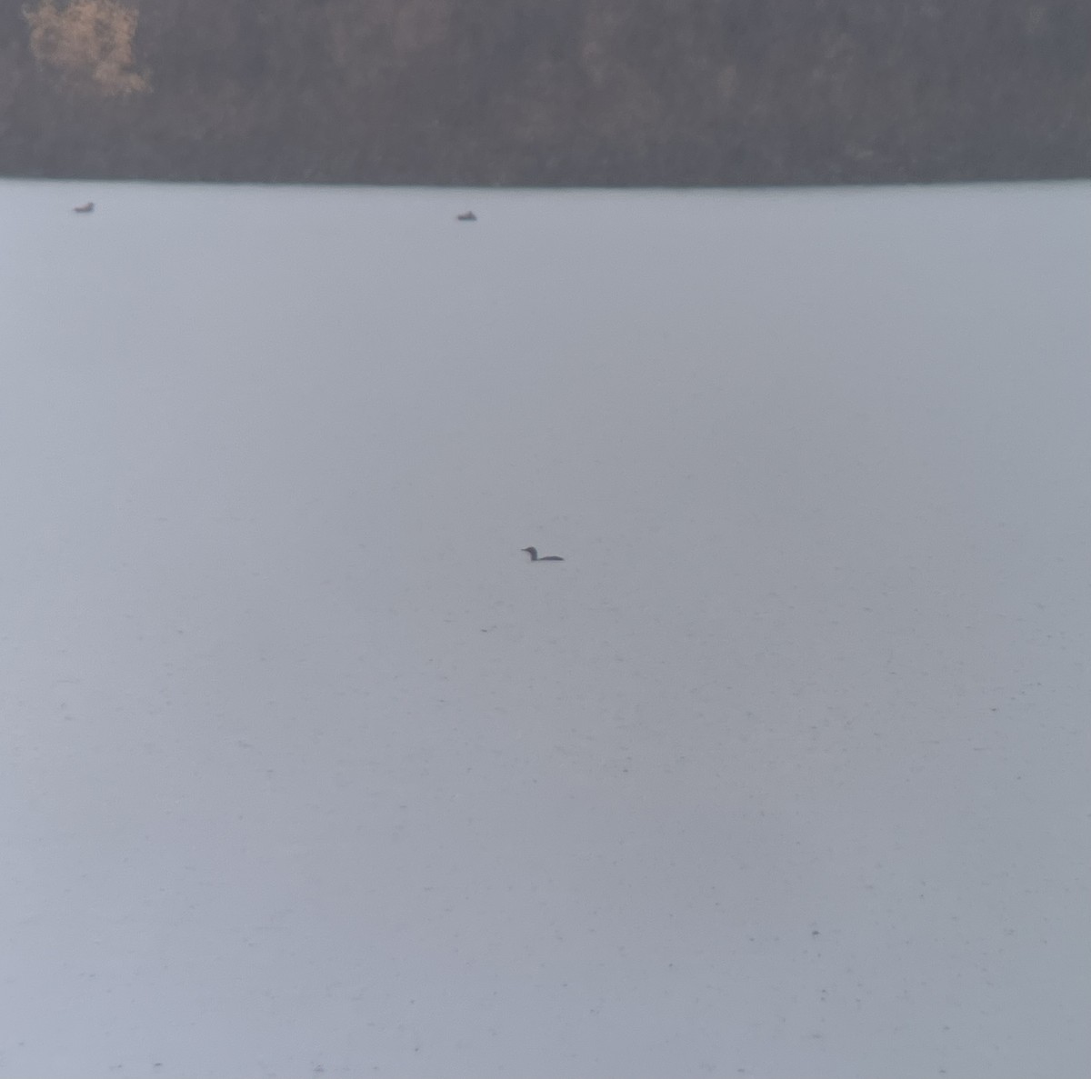 Red-throated Loon - ML643291308