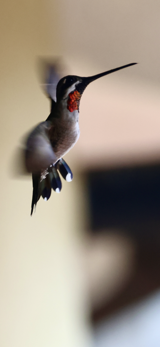 Plain-capped Starthroat - ML643291311