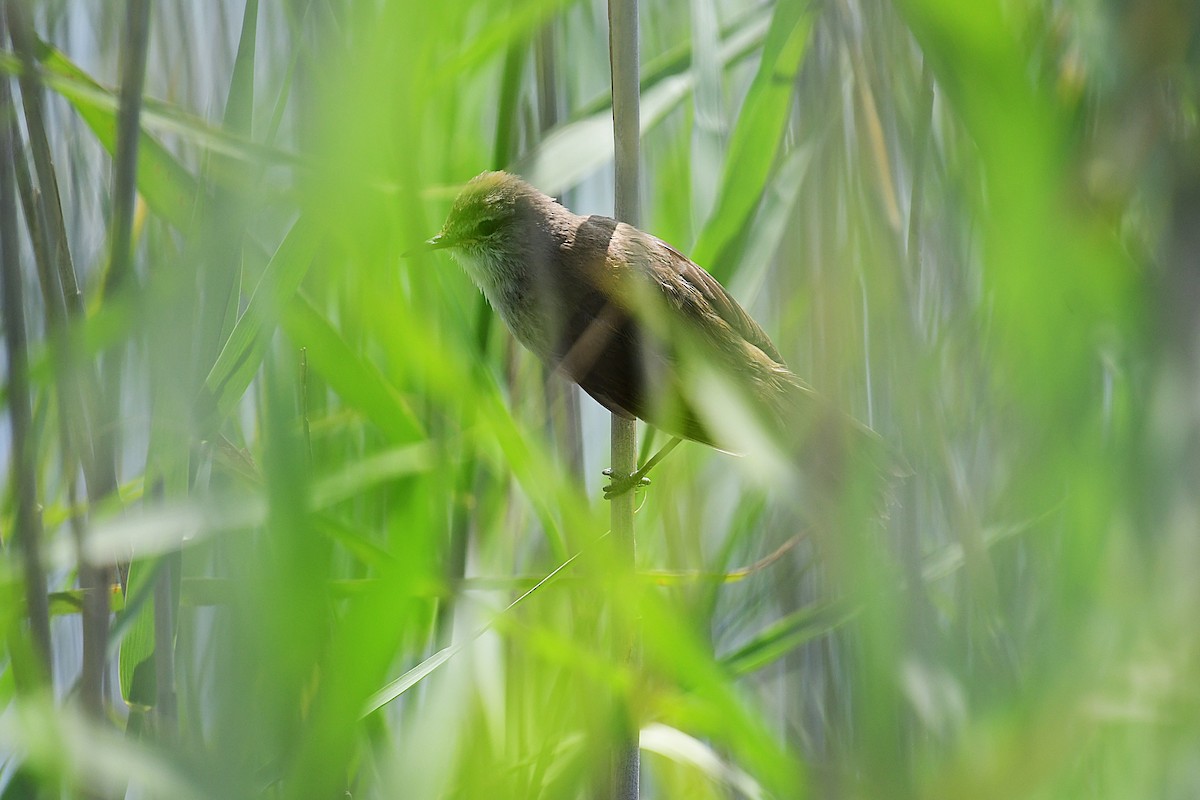 Little Rush Warbler - ML643291312