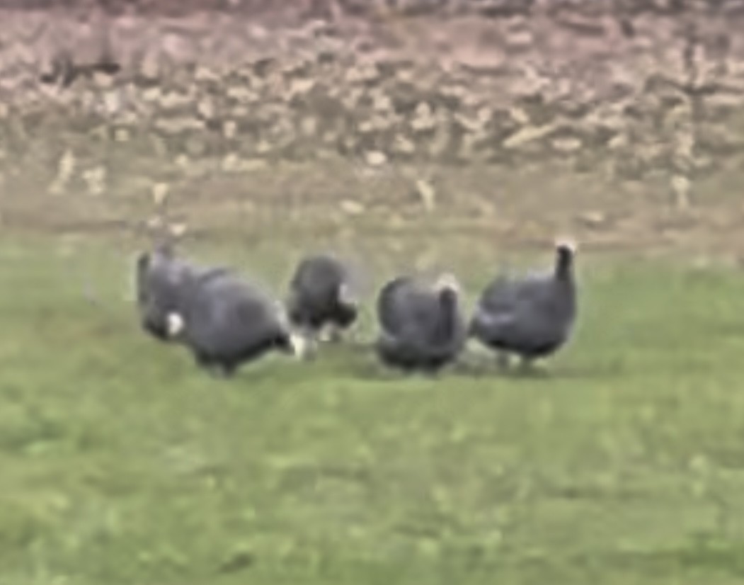 Helmeted Guineafowl - ML643291317