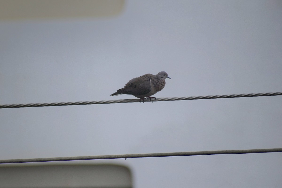 Eared Dove - ML643291321