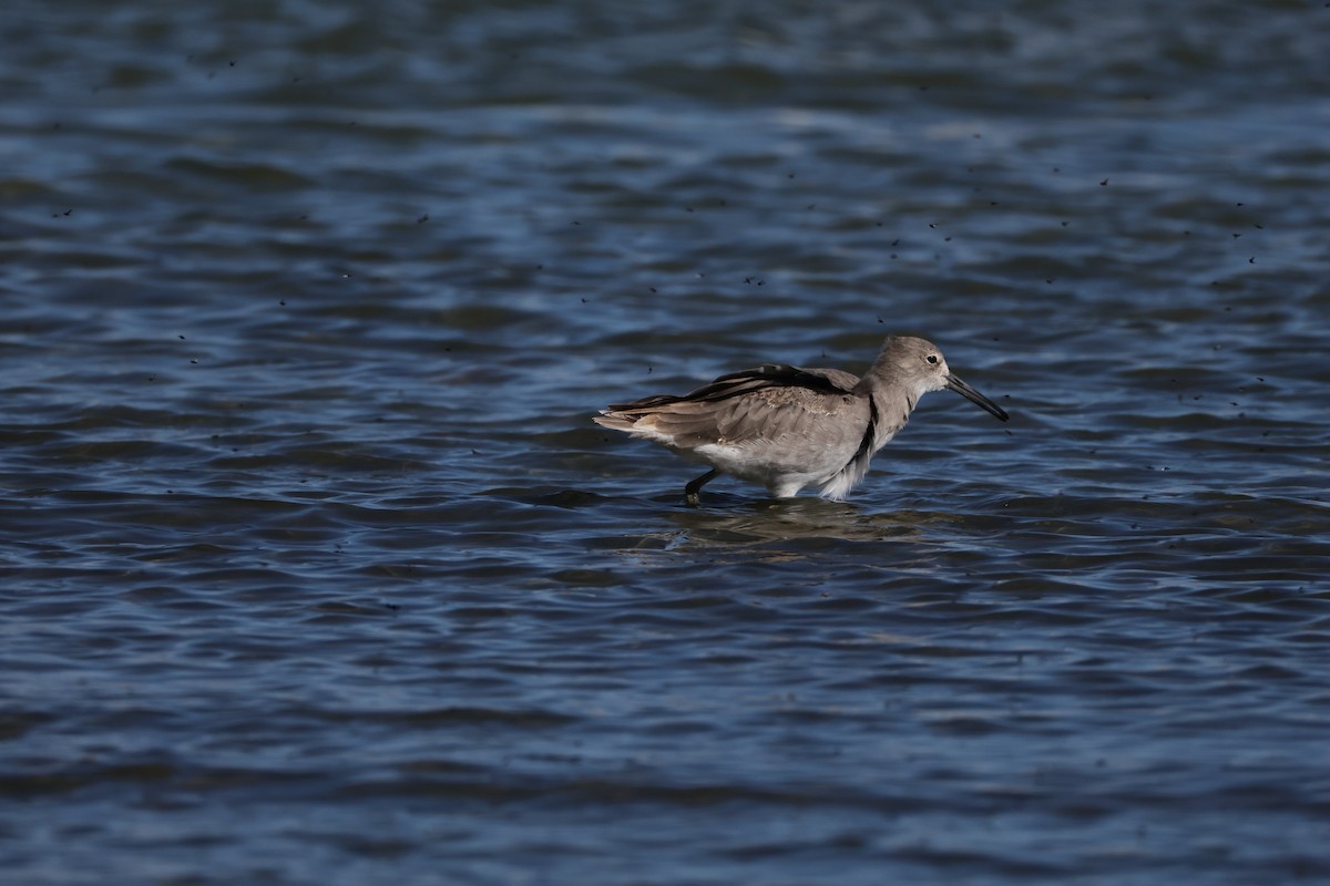 Willet - ML643291322