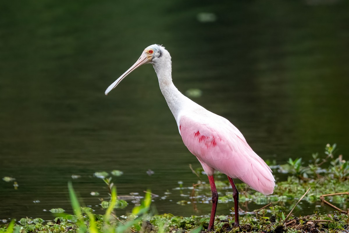 Roseate Spoonbill - ML643291328