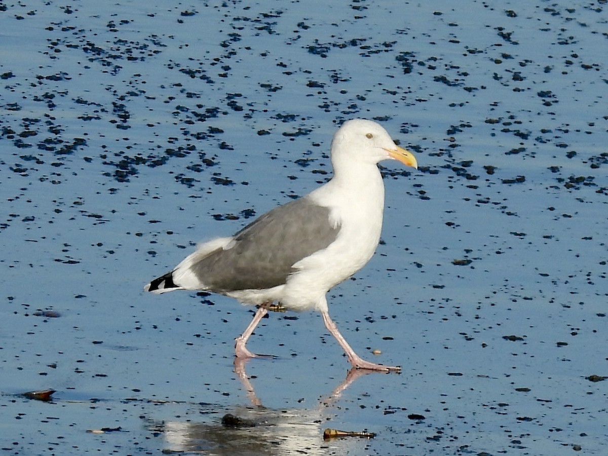 Western Gull - ML643291330