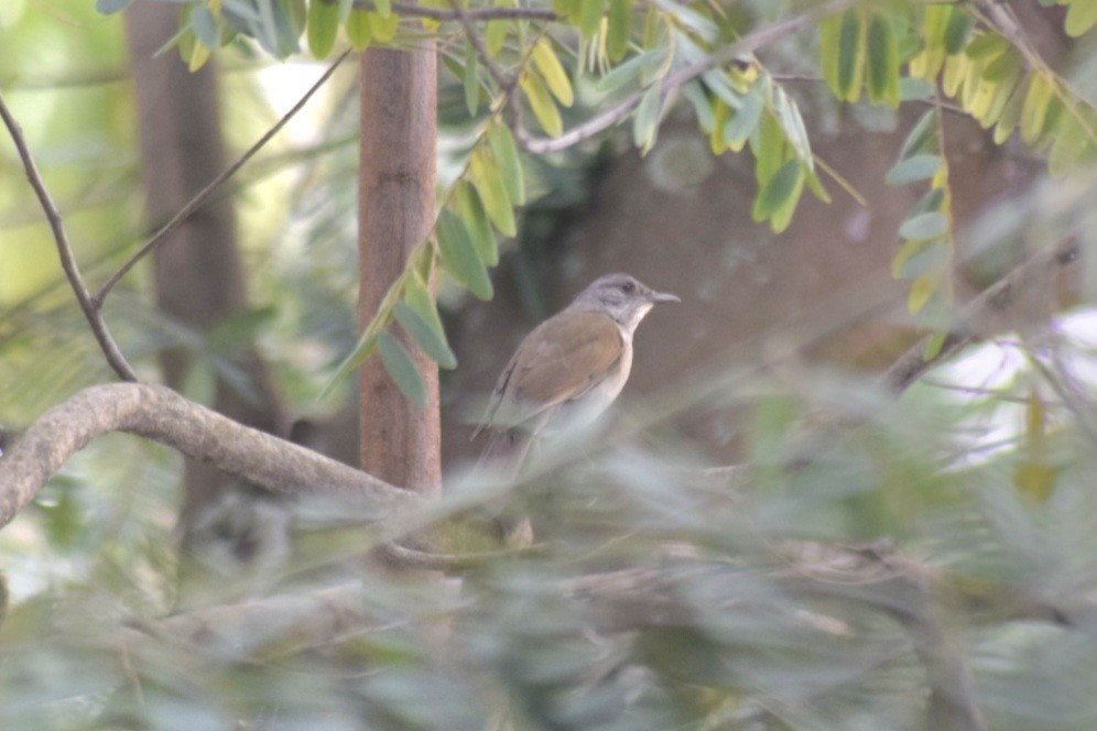 Pale-breasted Thrush - ML643291334