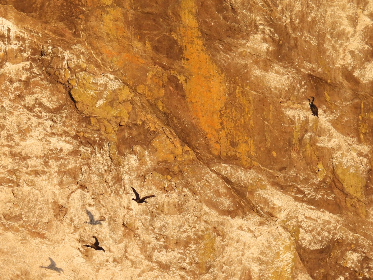 Pelagic Cormorant - ML643291342