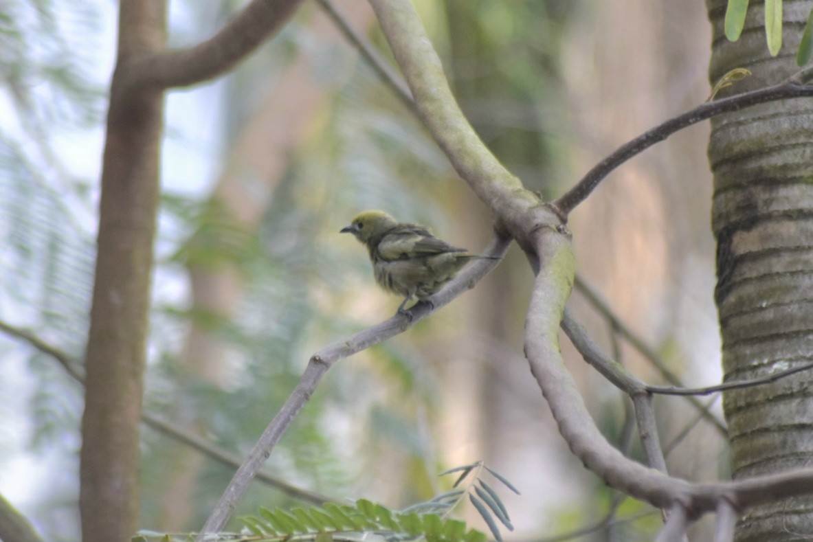 Palm Tanager - ML643291348