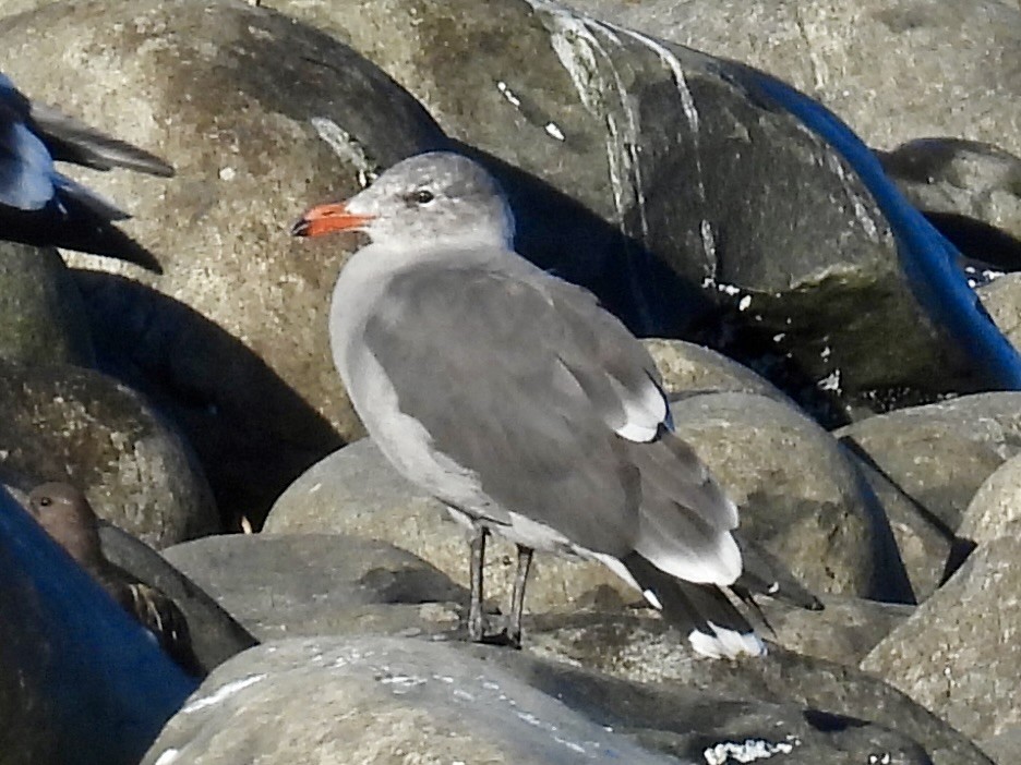 Heermann's Gull - ML643291352