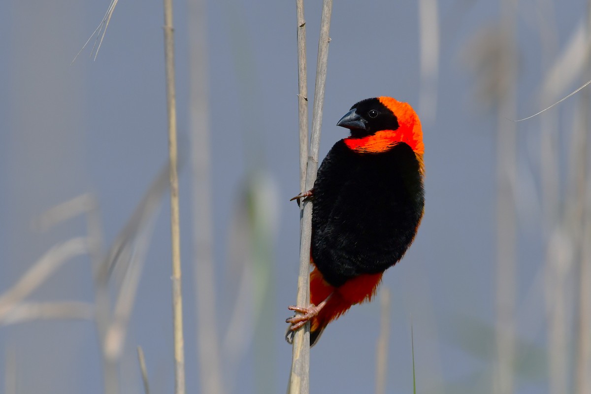 Southern Red Bishop - ML643291355
