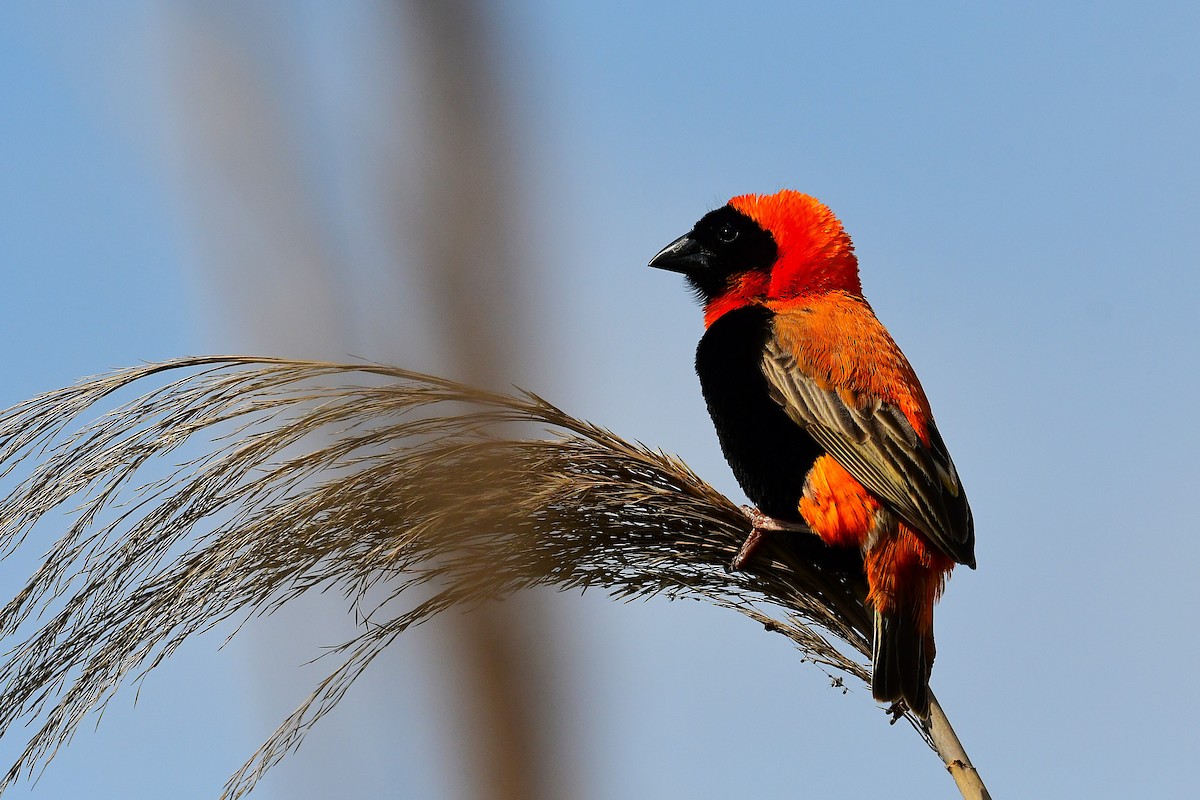Southern Red Bishop - ML643291357
