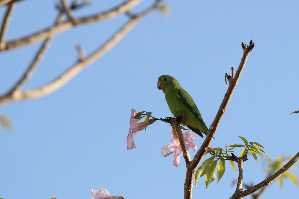 Green-rumped Parrotlet - ML643291367