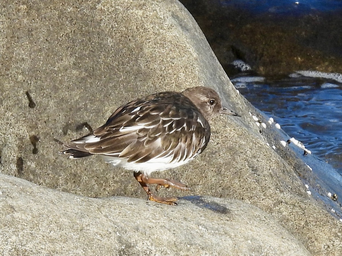 Black Turnstone - ML643291379