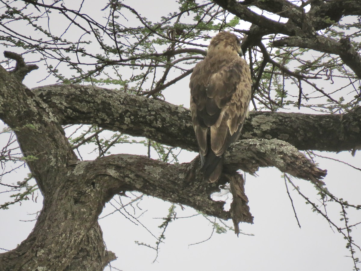 Tawny Eagle - ML643291383