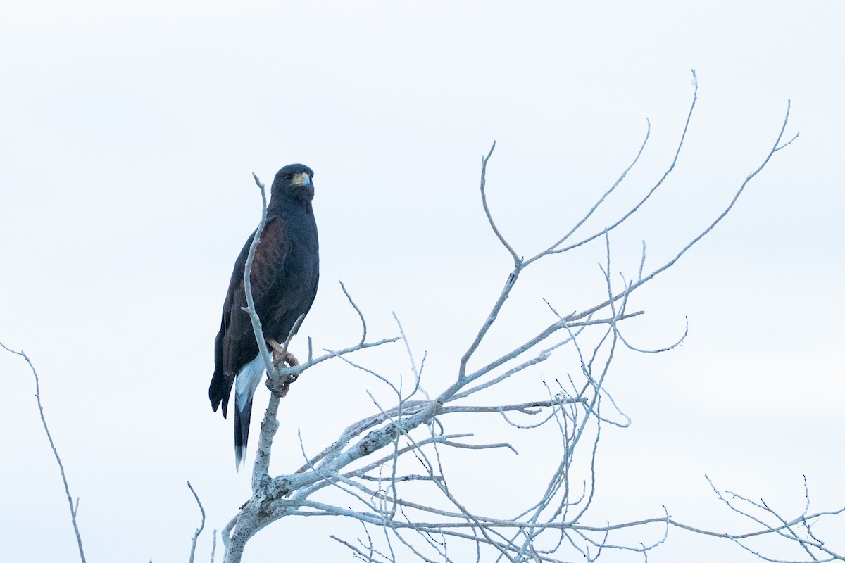 Harris's Hawk - ML643291389