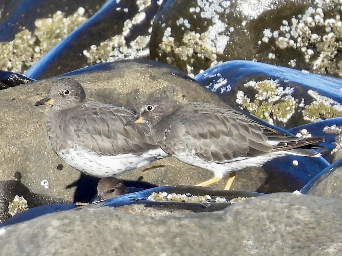 Surfbird - ML643291391