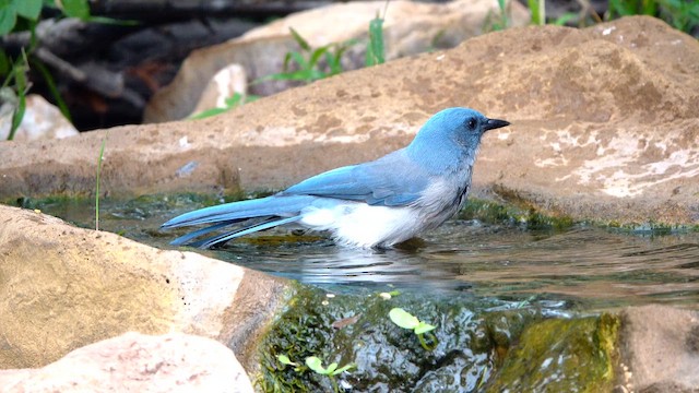 Mexican Jay - ML643291394