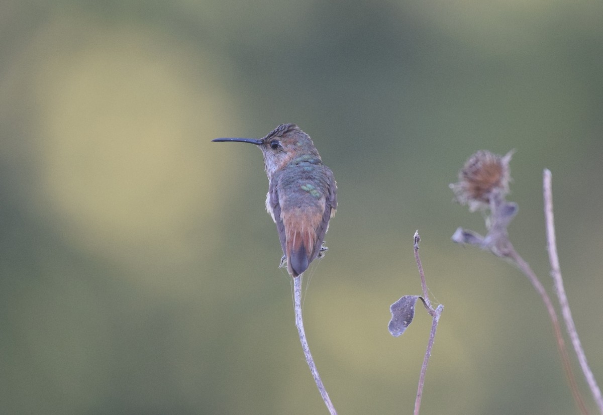 Allen's Hummingbird - ML643291407