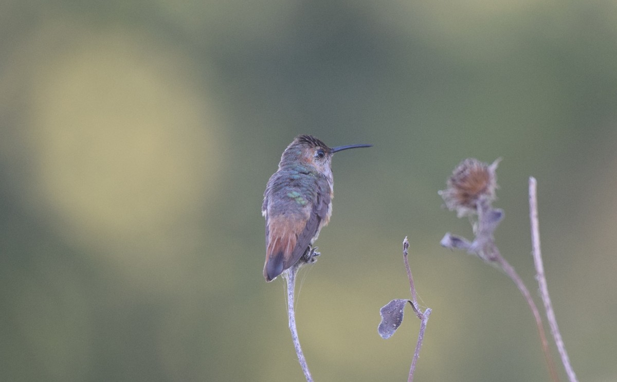 Allen's Hummingbird - ML643291408